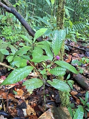 Palicourea apoda