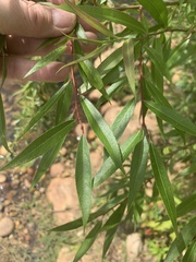 Salix mucronata