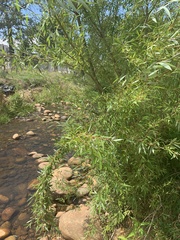 Salix mucronata