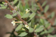 Thymelaeaceae