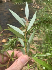 Salix mucronata