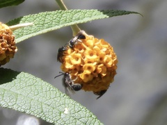 Buddleja globosa