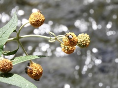 Buddleja globosa