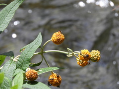 Buddleja globosa