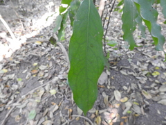 Hyperbaena jalcomulcensis