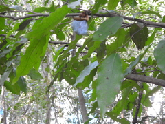 Hyperbaena jalcomulcensis