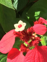 Mussaenda erythrophylla