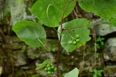 Stephania cephalantha