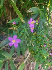 Melastomeae