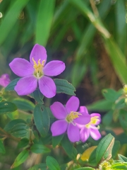 Melastomeae