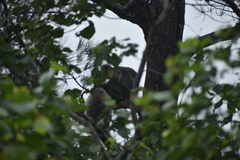 Trachypithecus cristatus