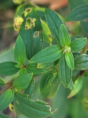 Melastomeae
