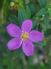 Melastomeae