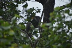 Trachypithecus cristatus