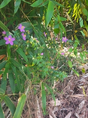 Melastomeae