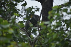 Trachypithecus cristatus
