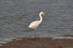 Egretta eulophotes