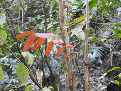 Comocladia mollissima