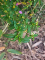 Melastomeae