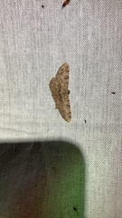 Peribatodes rhomboidaria