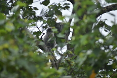 Trachypithecus cristatus