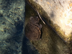 Sternotherus intermedius