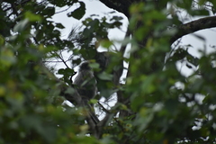 Trachypithecus cristatus