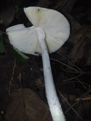Amanita arocheae
