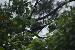 Trachypithecus cristatus