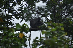 Trachypithecus cristatus