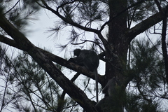 Trachypithecus cristatus
