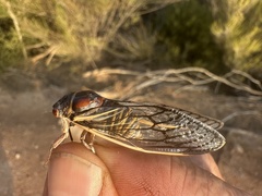 Burbunga gilmorei