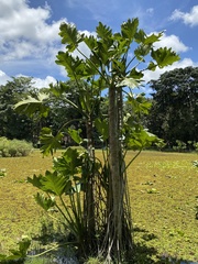 Thaumatophyllum paludicola