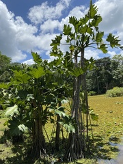 Thaumatophyllum paludicola