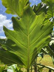 Thaumatophyllum paludicola