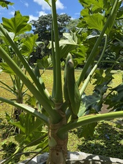 Thaumatophyllum paludicola