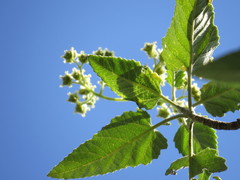 Parthenium tomentosum