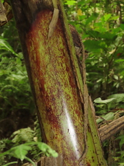 Musa