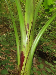 Musa