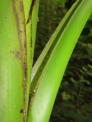 Musa