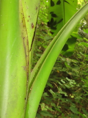 Musa