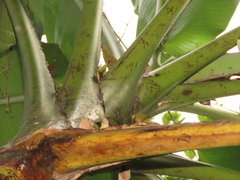 Musa