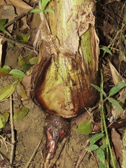 Musa