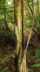 Musa