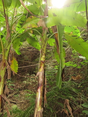 Musa