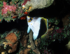 Chaetodon burgessi