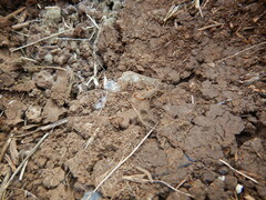 Compsobuthus schmiedeknechti