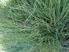 Cyperus teneristolon