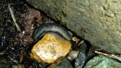 Kobeltia