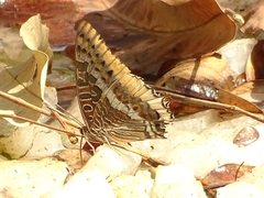 Charaxes
